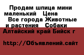 Продам шпица мини маленький › Цена ­ 15 000 - Все города Животные и растения » Собаки   . Алтайский край,Бийск г.